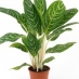 Single green Plant
